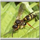 Argogorytes mystaceus - Ragwurz-Zikadenwespe 08.jpg